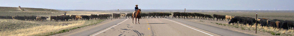 Wyoming Cattle Drive