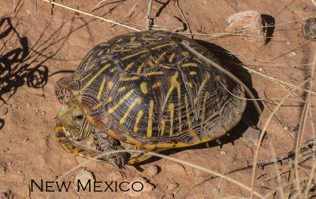 New Mexico Box Turtle